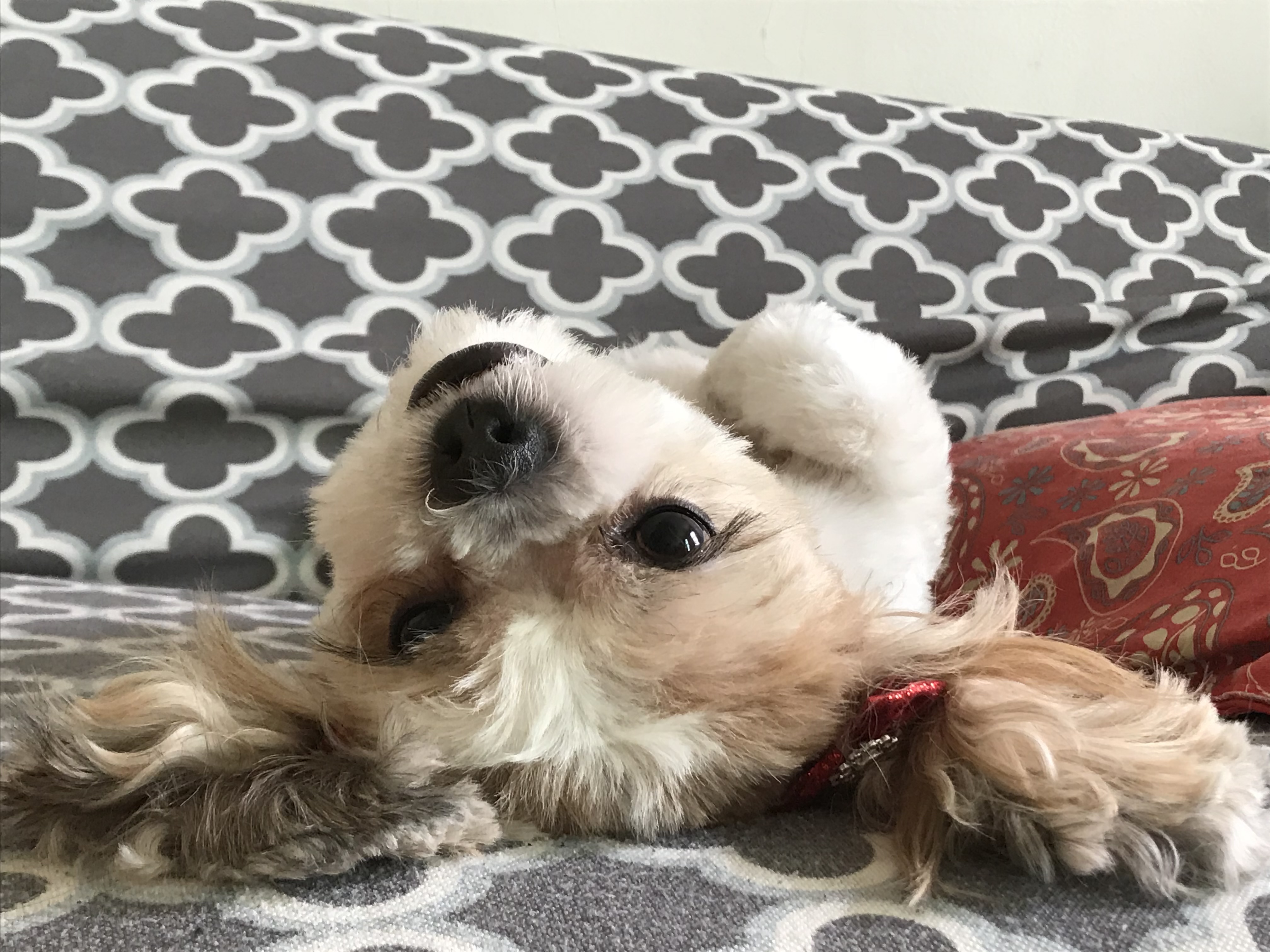 My Dog